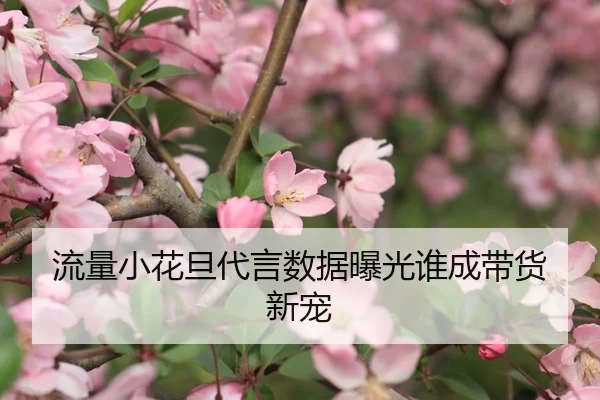 流量小花旦代言数据曝光谁成带货新宠